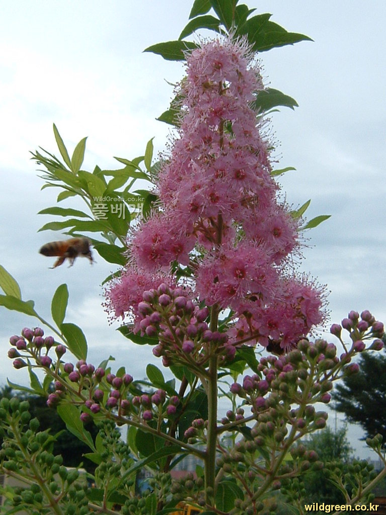 DSCF0035.JPG : 꼬리조팝나무