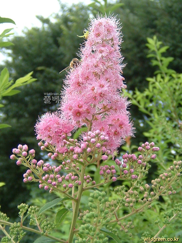 DSCF0036.JPG : 꼬리조팝나무