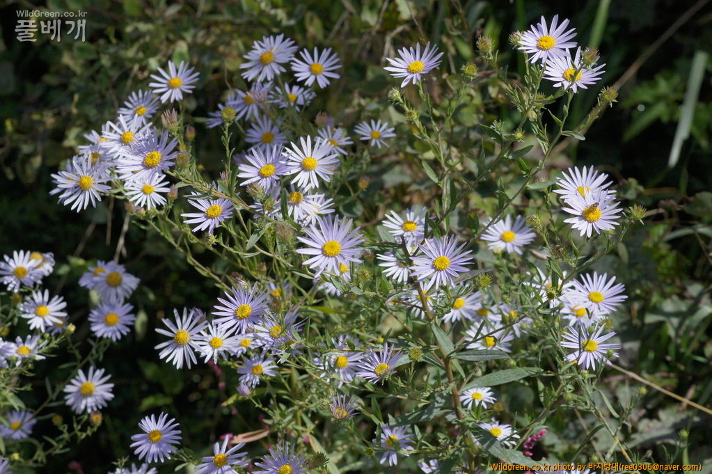 DSC02258.JPG : 쑥부쟁이 같은 가을이 왔습니다