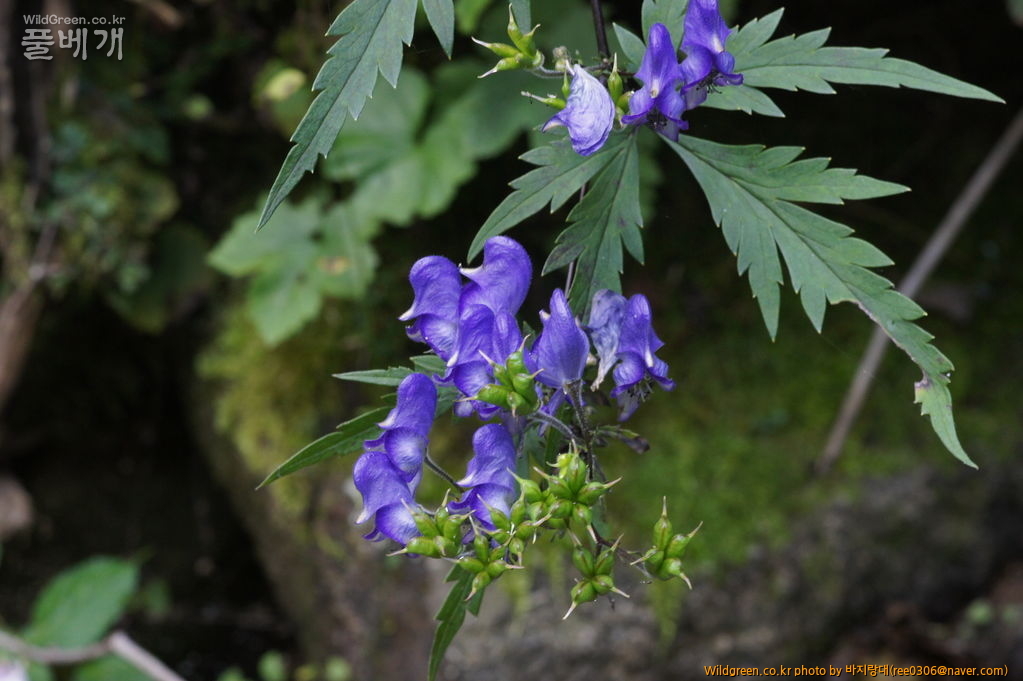 DSC02381.JPG : 쑥부쟁이 같은 가을이 왔습니다