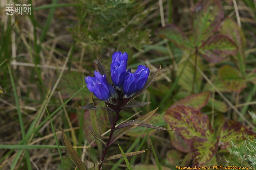 DSC02354.JPG : 쑥부쟁이 같은 가을이 왔습니다