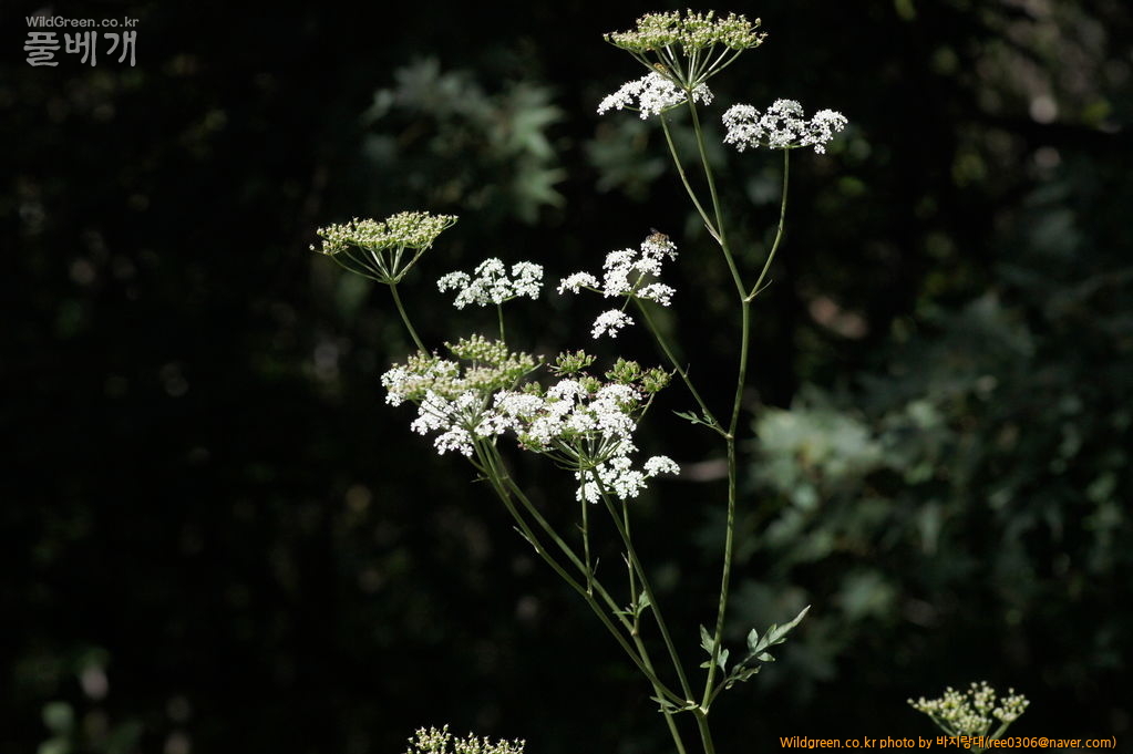 DSC02259.JPG : 쑥부쟁이 같은 가을이 왔습니다