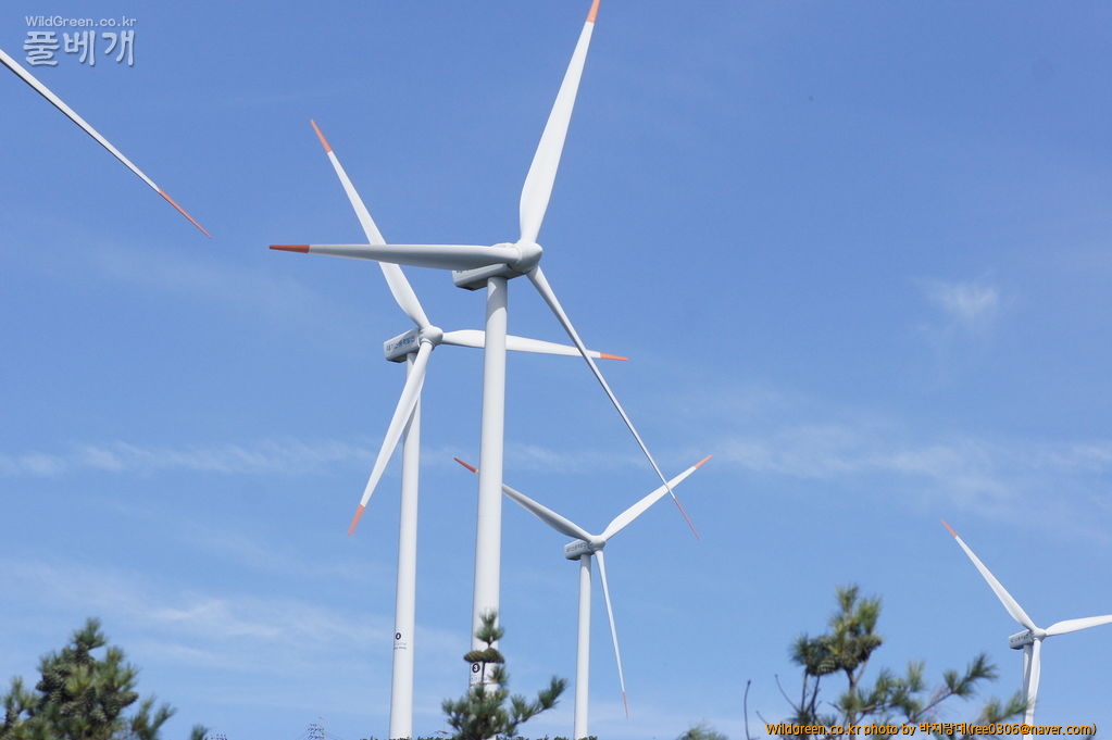 DSC02274.JPG : 쑥부쟁이 같은 가을이 왔습니다