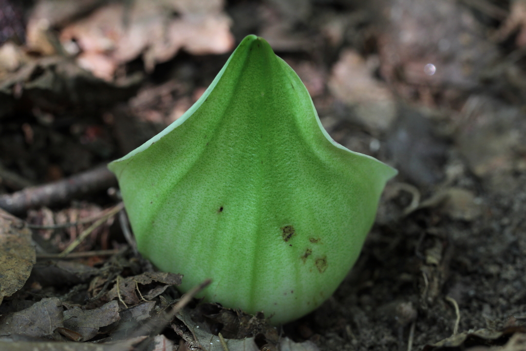 2021.08.07 애기앉은부채 (4).JPG