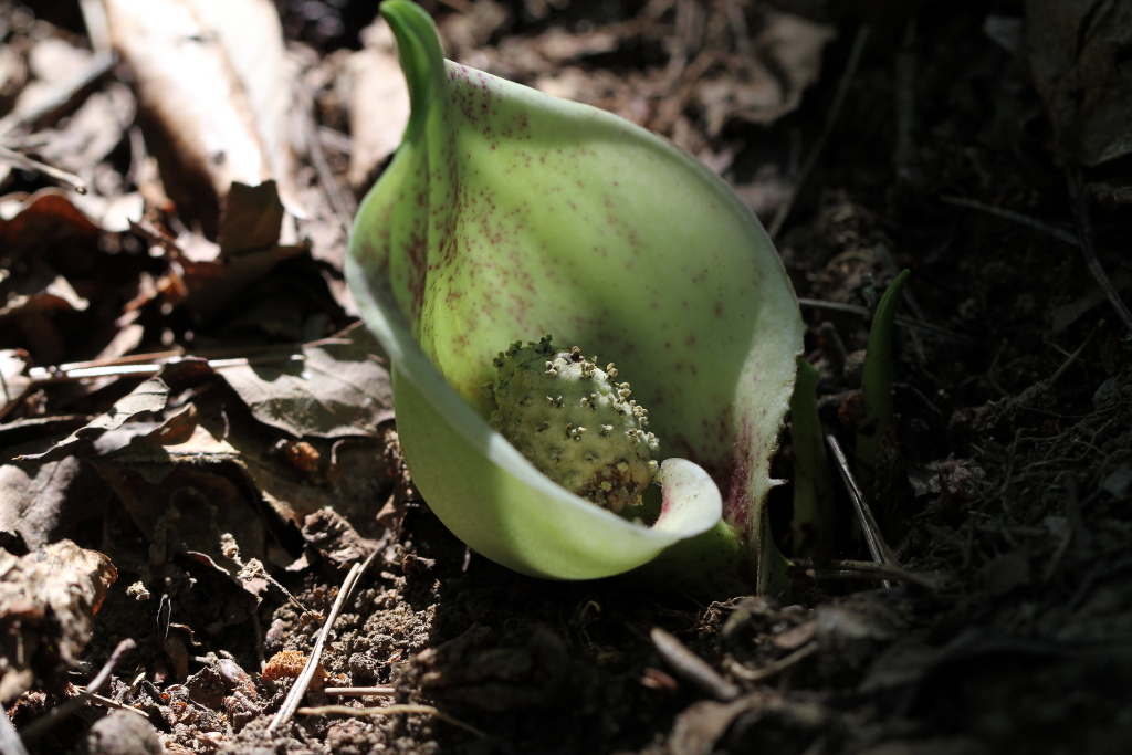 2021.08.07 애기앉은부채 (11).JPG