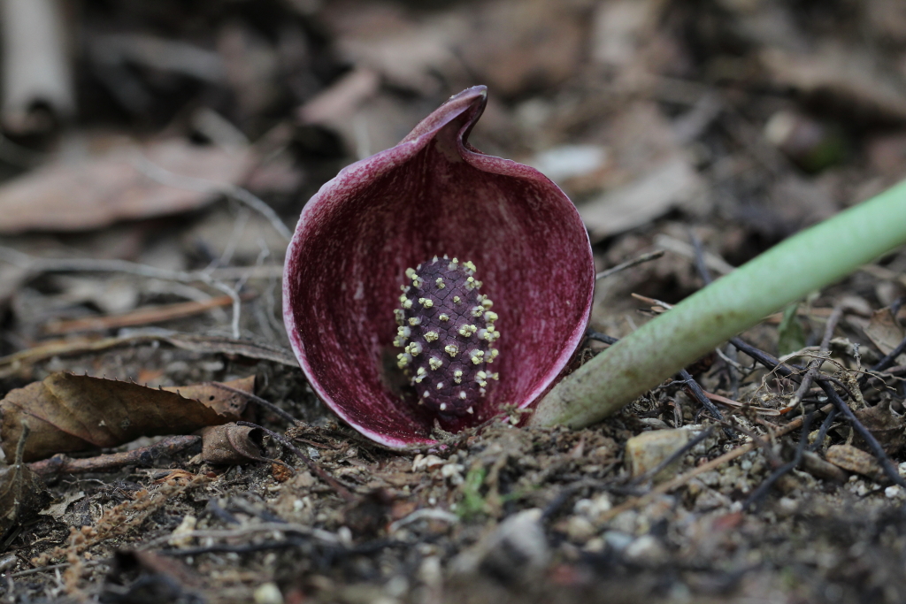 2021.08.07 애기앉은부채 (3).JPG