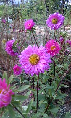 Photo_110904-0009.jpg : 과꽃