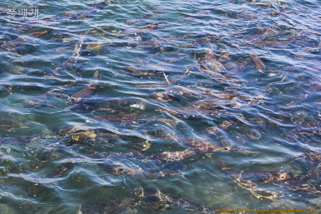 DSC_7642-1.jpg : 물반 고기반............ DSC_7642-1.jpg : 물반 고기반............