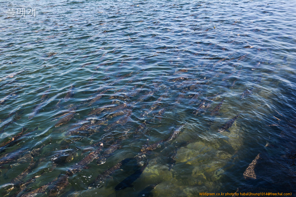 DSC_7651-1.jpg : 물반 고기반............ DSC_7651-1.jpg : 물반 고기반............