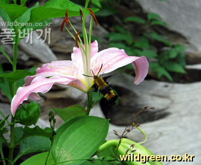 IMG_3469-박각시.jpg : 박각시