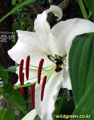 IMG_3484-박각시.jpg : 박각시