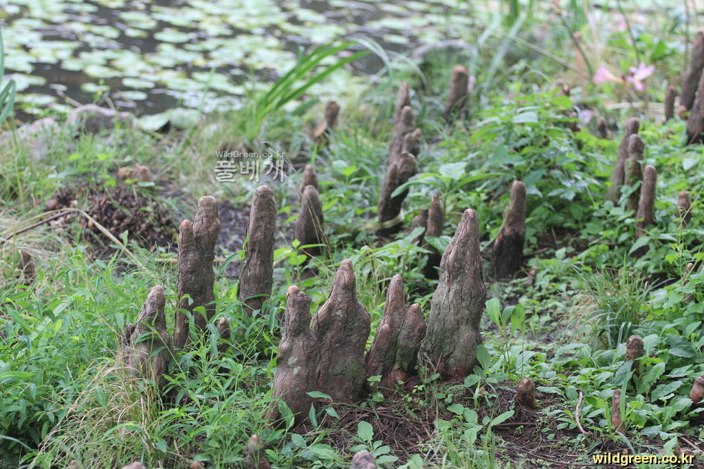 ta814 154.jpg : 낙우송