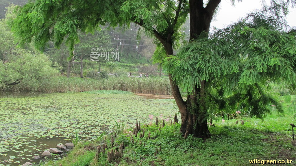 ta814 512.jpg : 낙우송