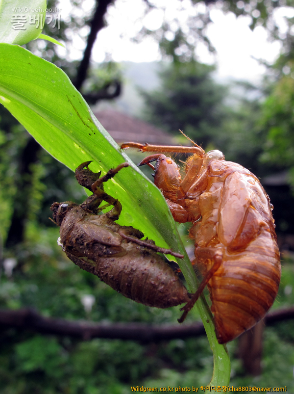 IMG_4583.jpg-우화.jpg : 우화