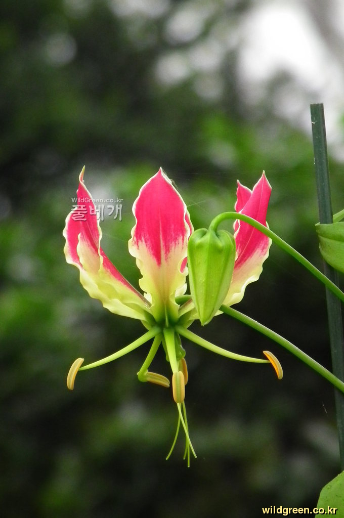 꽃사진 004.jpg : 글로리오사(불새)와 스타게이져 원종입니다.