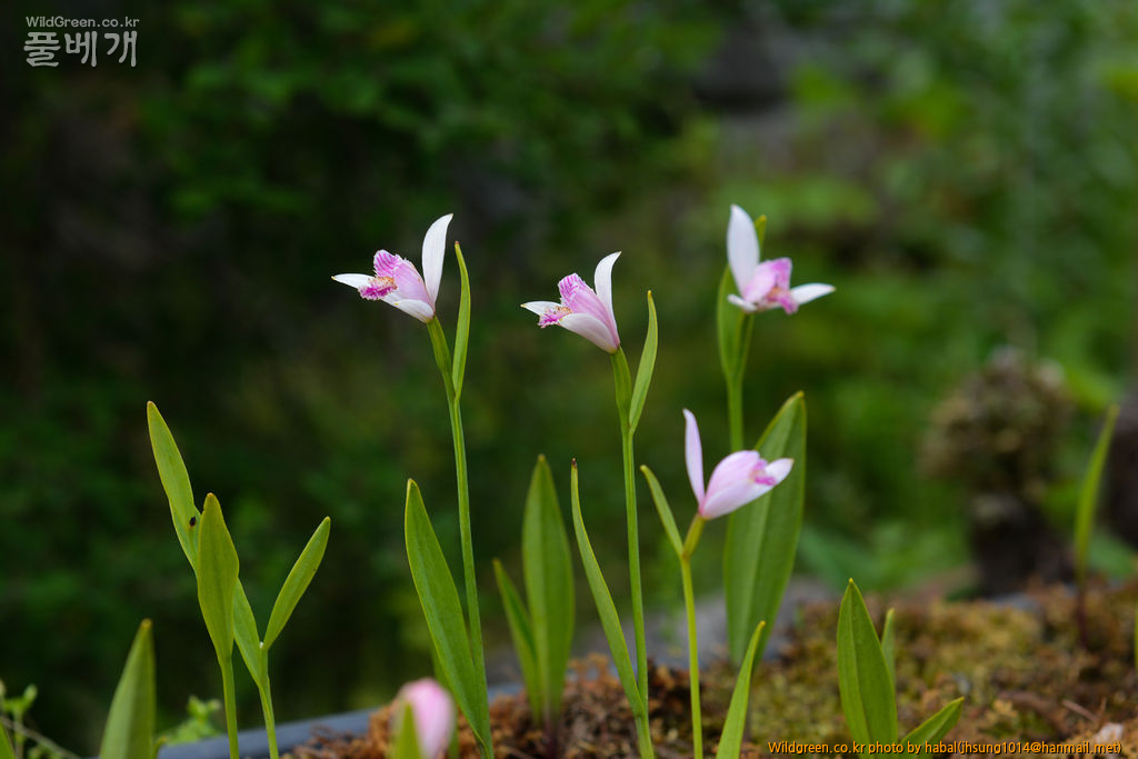 큰방울새란 (2).jpg : 큰방울새란