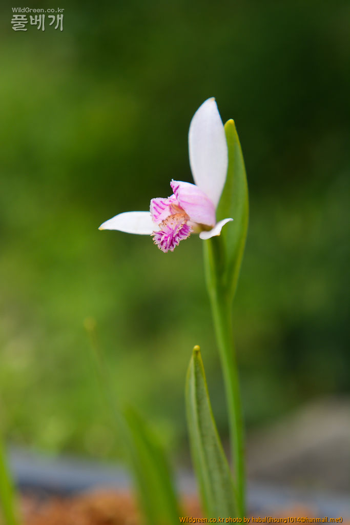 큰방울새란 (4).jpg : 큰방울새란