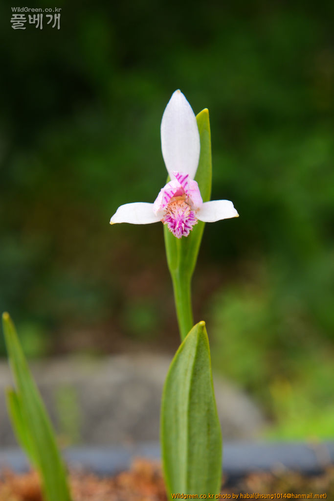 큰방울새란 (3).jpg : 큰방울새란