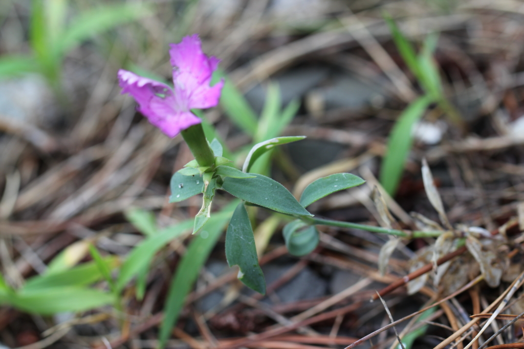 2021.08.19 갯바위패랭이꽃 (13).JPG