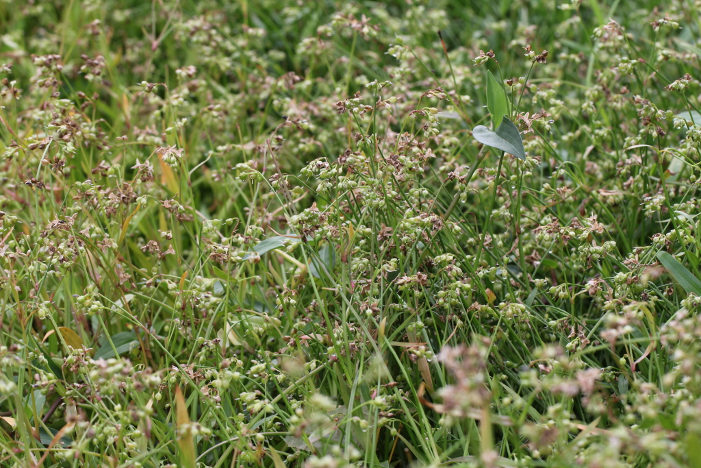 2021.08.19 제주사마귀풀 (1).JPG