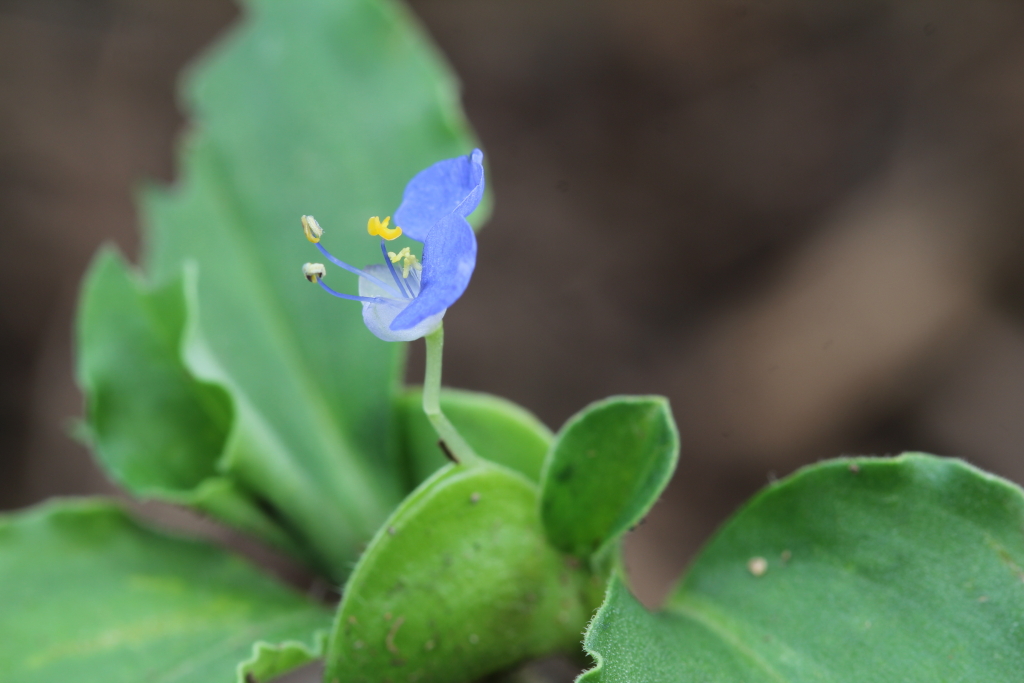 2021.08.22 고깔닭의장풀 (1).JPG