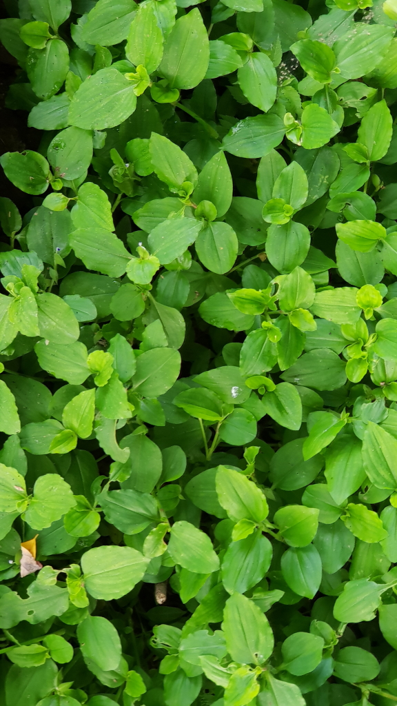 2021.08.19 고깔닭의장풀 (6).JPG