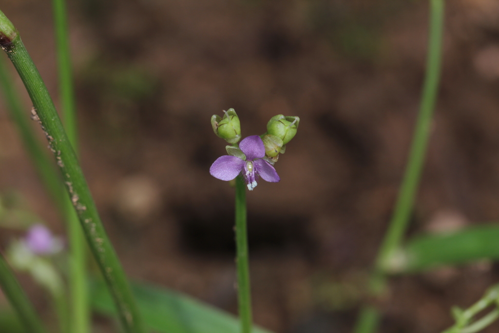 2021.08.22 제주사마귀풀 (3).JPG