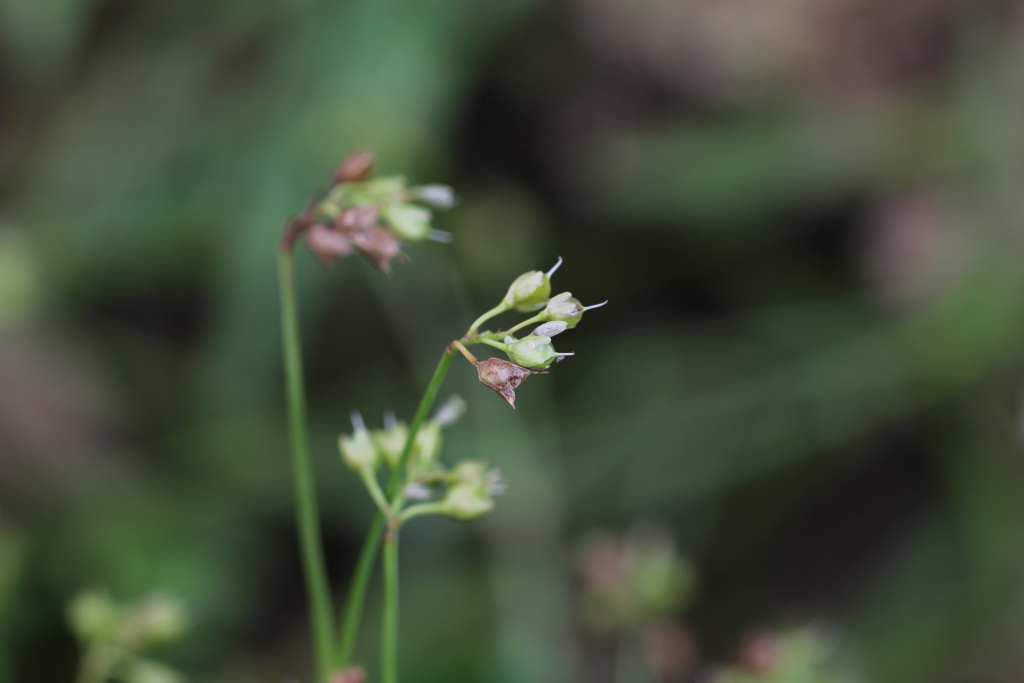 2021.08.19 제주사마귀풀 (2).JPG