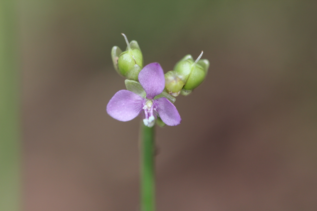 2021.08.22 제주사마귀풀 (4).JPG