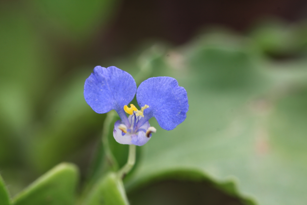 2021.08.22 고깔닭의장풀 (3).JPG