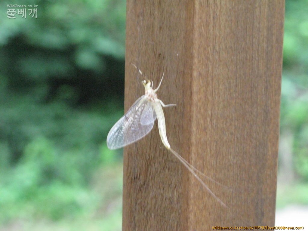 20120606 206.jpg : 밤동무4 20120606 206.jpg : 밤동무4