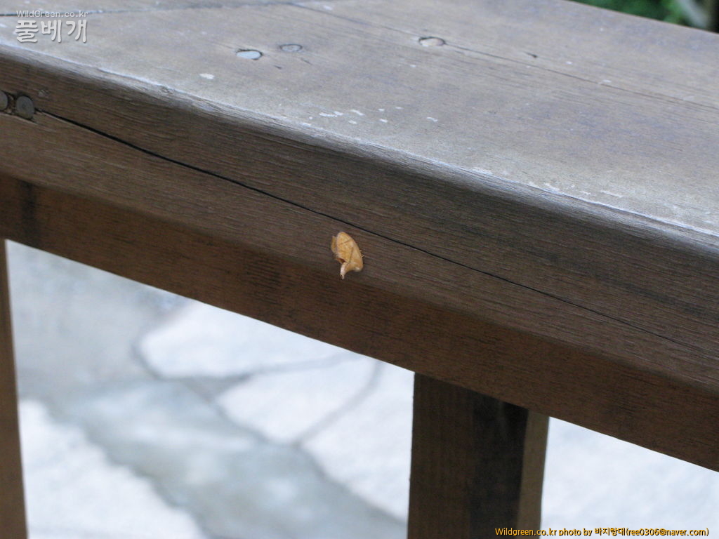 20120606 173.jpg : 밤동무4 20120606 173.jpg : 밤동무4