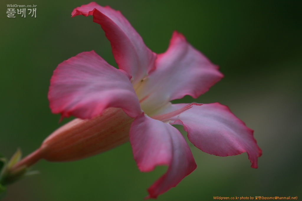 석화(사막의 장미)(4).JPG : 석화(사막의 장미)