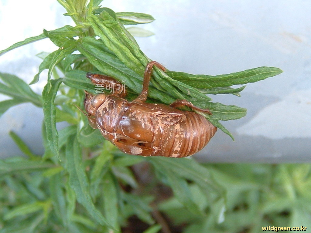 DSCF0059.JPG : 매미는 어디로가고?????