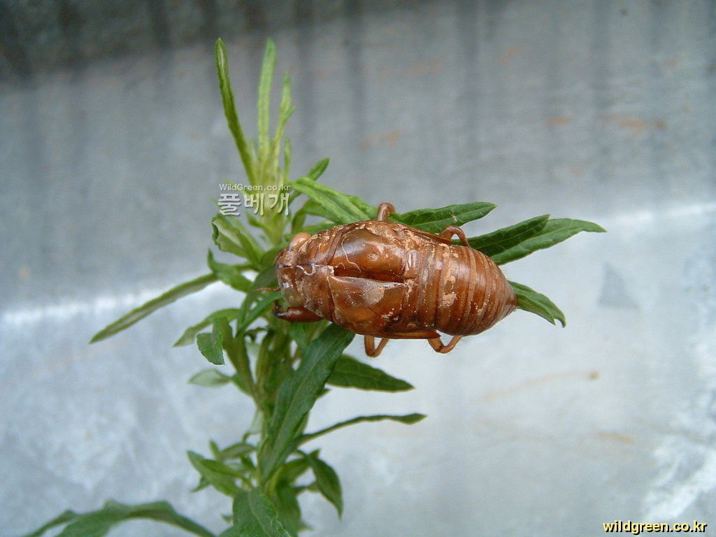 DSCF0058.JPG : 매미는 어디로가고?????