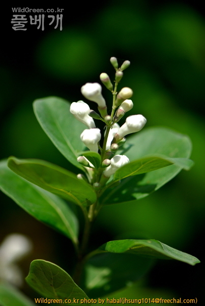 순비기나무 (6)-1.jpg : 순비기나무
