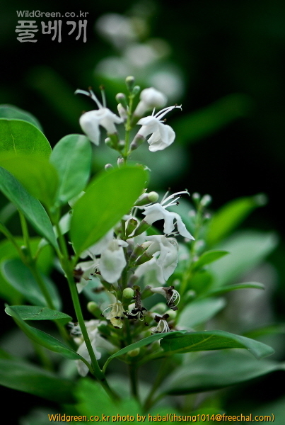 순비기나무 (3)-1.jpg : 순비기나무