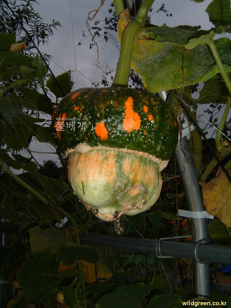 DSCF0138.JPG : 화초 호박 베레모