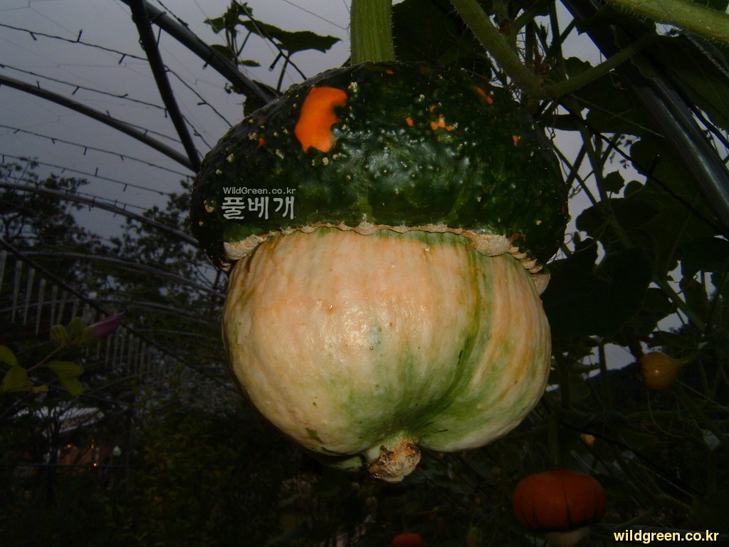 DSCF0121.JPG : 화초 호박 베레모
