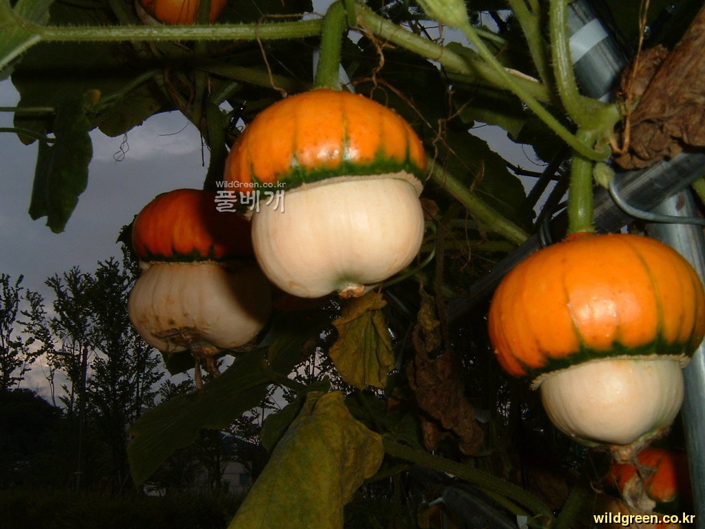DSCF0120.JPG : 화초 호박 베레모