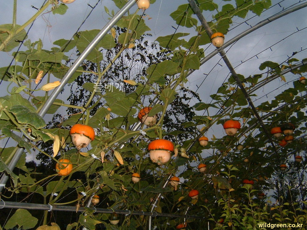 DSCF0140.JPG : 화초 호박 베레모