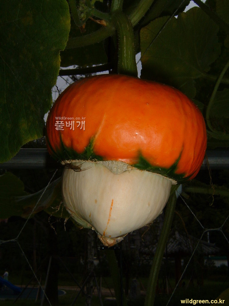 DSCF0119.JPG : 화초 호박 베레모