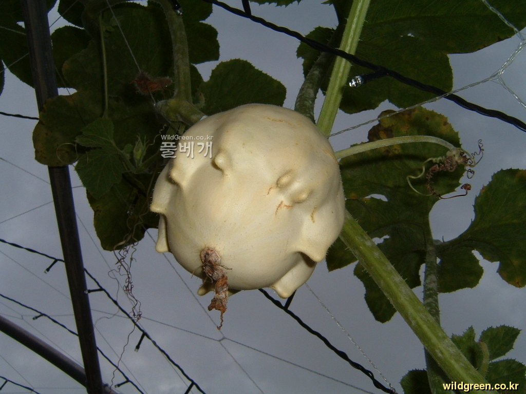 DSCF0122.JPG : 홍천 옥수수축제장의 십손이 호박