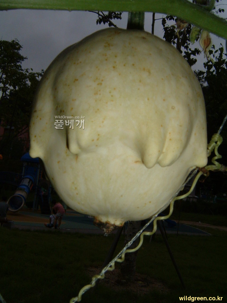 DSCF0136.JPG : 홍천 옥수수축제장의 십손이 호박