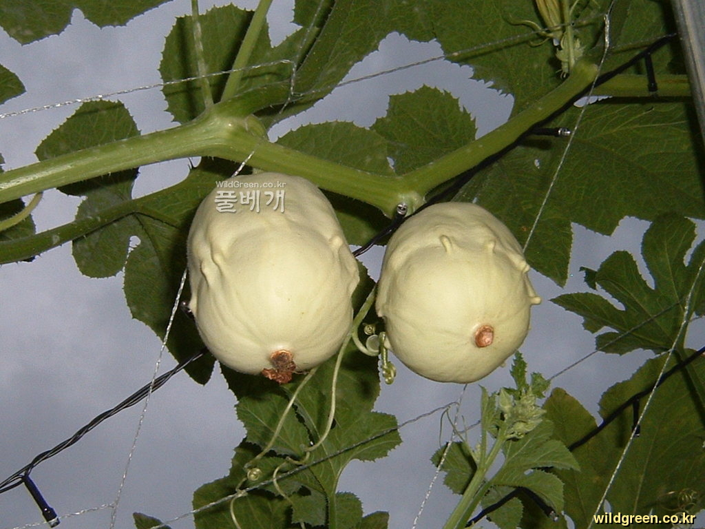 DSCF0135.JPG : 홍천 옥수수축제장의 십손이 호박