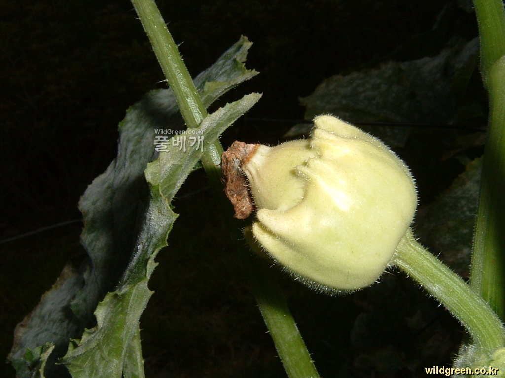DSCF0124.JPG : 홍천 옥수수축제장의 십손이 호박