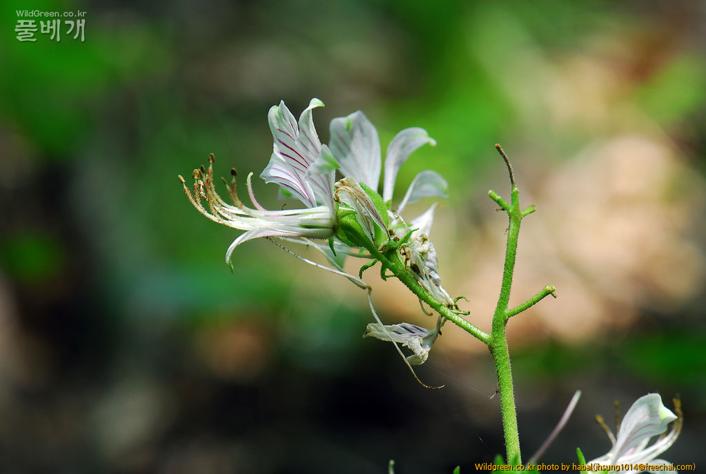 DSC_4745.JPG : 백선