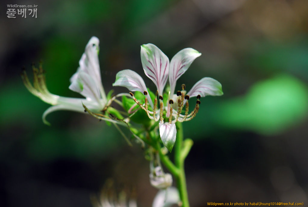 DSC_4744.JPG : 백선