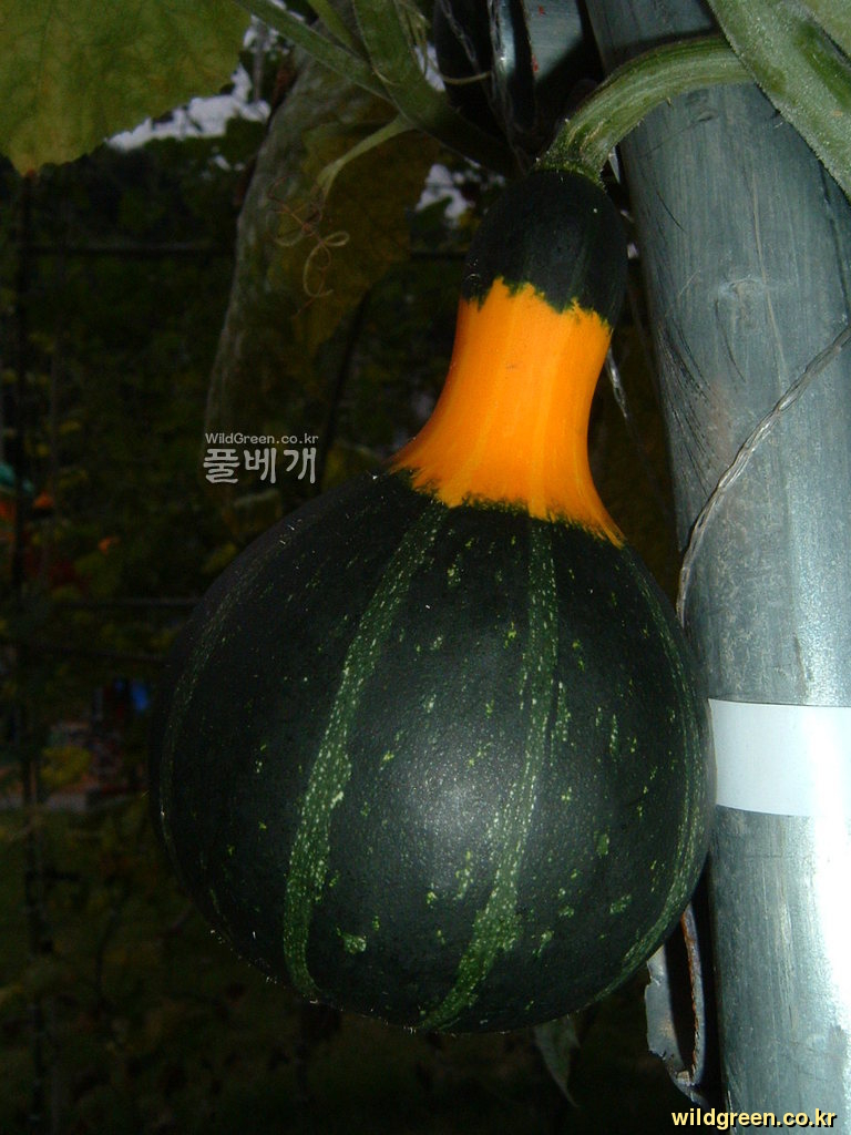 DSCF0132.JPG : 이색 칼라배 호박
