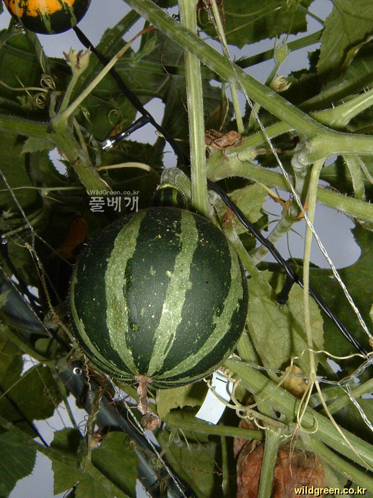 DSCF0128.JPG : 이색 칼라배 호박